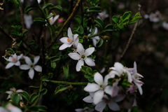 Philotheca verrucosa