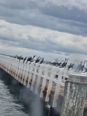 Phalacrocorax varius