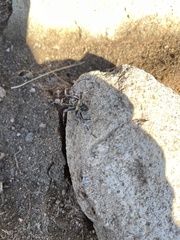 Araneus saevus