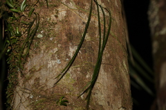 Dendrobium teretifolium