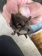 Pipistrellus
