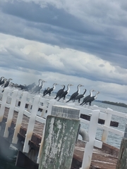 Phalacrocorax varius