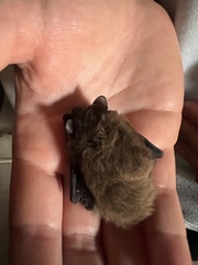 Pipistrellus