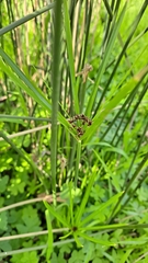 Cyperus vaginatus
