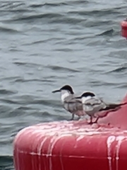 Sterna hirundo