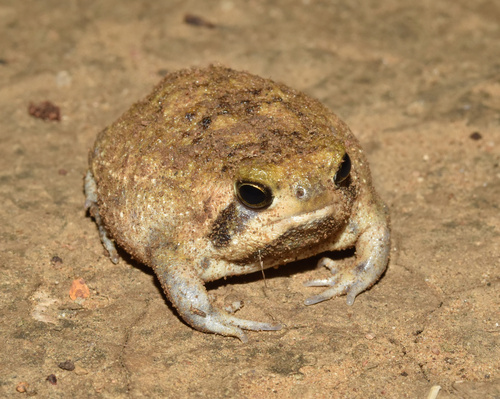 Blaasop, Breviceps adspersus