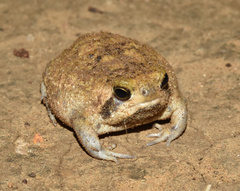 Breviceps adspersus