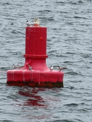 Sterna hirundo