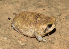 Breviceps adspersus