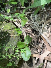 Mickelopteris cordata