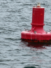 Sterna hirundo