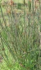Cyperus vaginatus