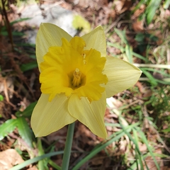 Narcissus