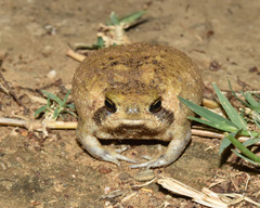Breviceps adspersus
