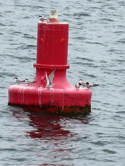 Sterna hirundo