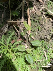 Mickelopteris cordata