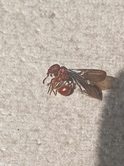 Pristomyrmex