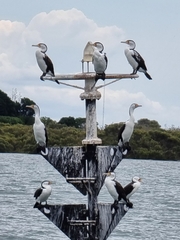 Phalacrocorax varius