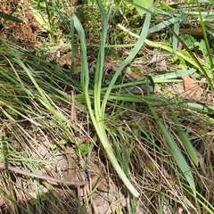 Narcissus