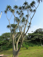 Aloidendron barberae