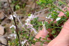 Philotheca verrucosa