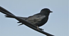 Melaenornis pammelaina ater