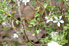 Philotheca verrucosa