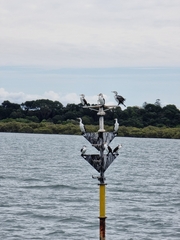 Phalacrocorax varius
