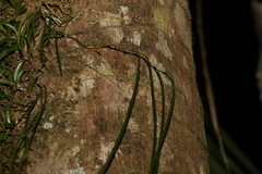 Dendrobium teretifolium