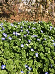 Veronica persica