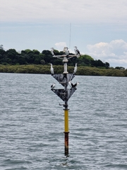 Phalacrocorax varius