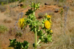Berkheya onobromoides