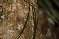 Dendrobium teretifolium