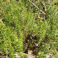 Acrotriche serrulata