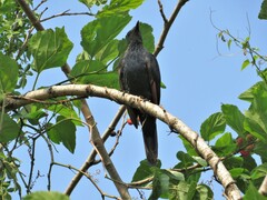 Onychognathus morio morio