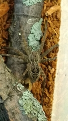 Dolomedes scriptus