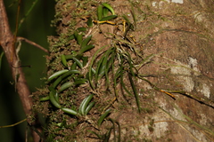 Dendrobium teretifolium
