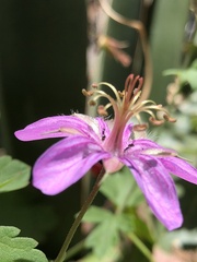 Geranium caespitosum