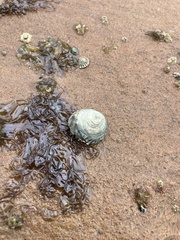 Bembicium nanum