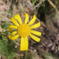 Senecio