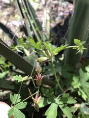 Geranium caespitosum