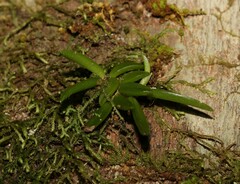 Bulbophyllum shepherdii