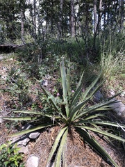 Geranium caespitosum