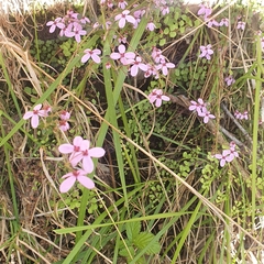 Tetratheca ciliata