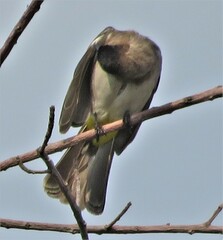 Pycnonotus barbatus layardi