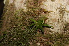 Bulbophyllum shepherdii