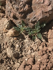 Xanthium spinosum