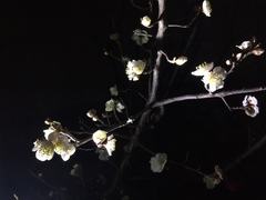 Prunus limeixing