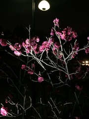 Prunus mume
