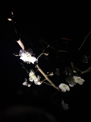 Prunus mume
